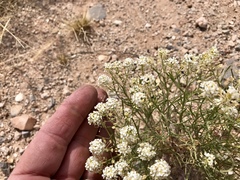 Lepidium alyssoides