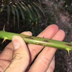 Calamus beccarii