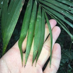 Calamus beccarii