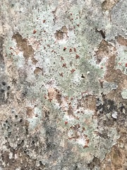 Arthonia rubrocincta