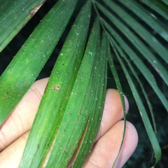 Calamus beccarii