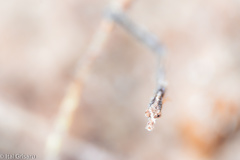 Acentronura breviperula