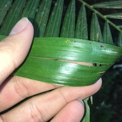 Calamus beccarii