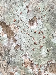 Arthonia rubrocincta