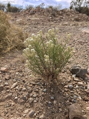 Lepidium alyssoides