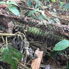 Calamus beccarii