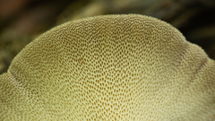 Echinochaete brachypora