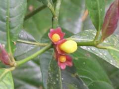 Psychotria nuda