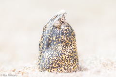 Callechelys marmorata