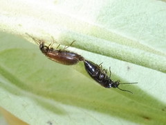 Scraptia dubia