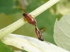 Scraptia dubia