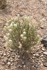 Lepidium alyssoides