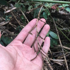 Calamus beccarii
