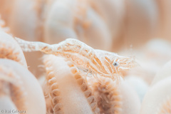 Hippolyte commensalis