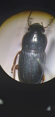 Harpalus rubripes