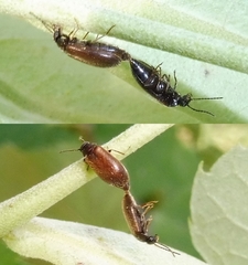 Scraptia dubia