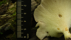 Echinochaete brachypora