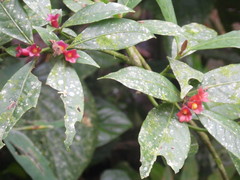 Psychotria nuda