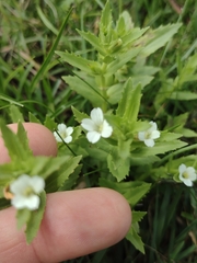 Gratiola peruviana