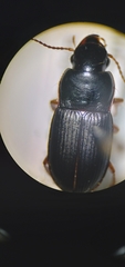 Harpalus rubripes