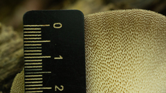 Echinochaete brachypora