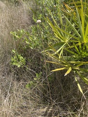 Eriocaulon decangulare image