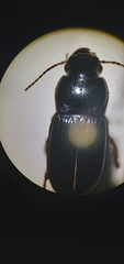 Harpalus rubripes