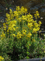 Hypericum empetrifolium