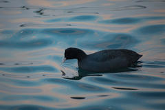 Fulica atra