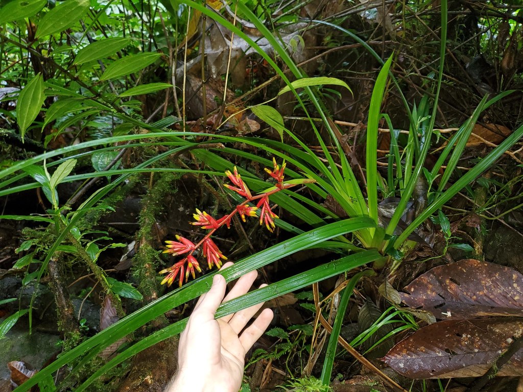 Guzmania (genus)