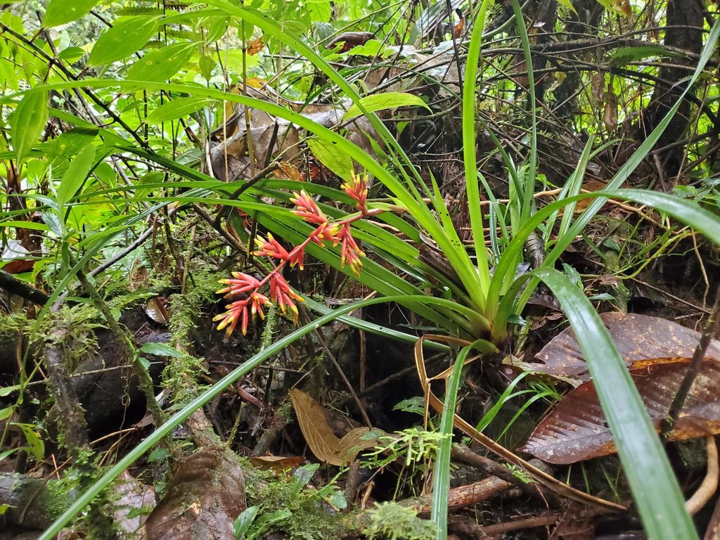 Guzmania peter-bakii