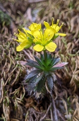 Draba aizoides