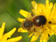 Eucera nigrilabris
