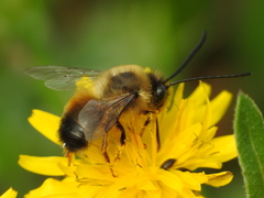 Eucera nigrilabris