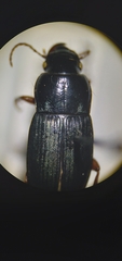 Harpalus rubripes