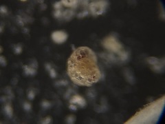 Trochamminidae