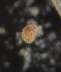 Trochamminidae
