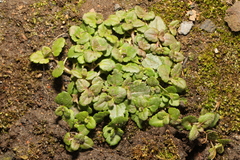 Veronica persica