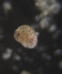 Trochamminidae