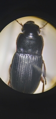 Harpalus rubripes