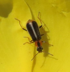 Attalus limbatus