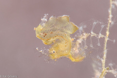 Phycocaris simulans