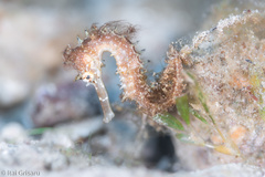 Hippocampus jayakari