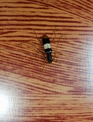 Xenocompsa semipolita