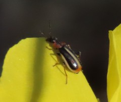 Attalus limbatus