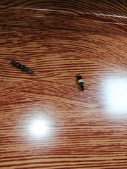 Xenocompsa semipolita