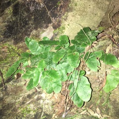 Tectaria zeilanica