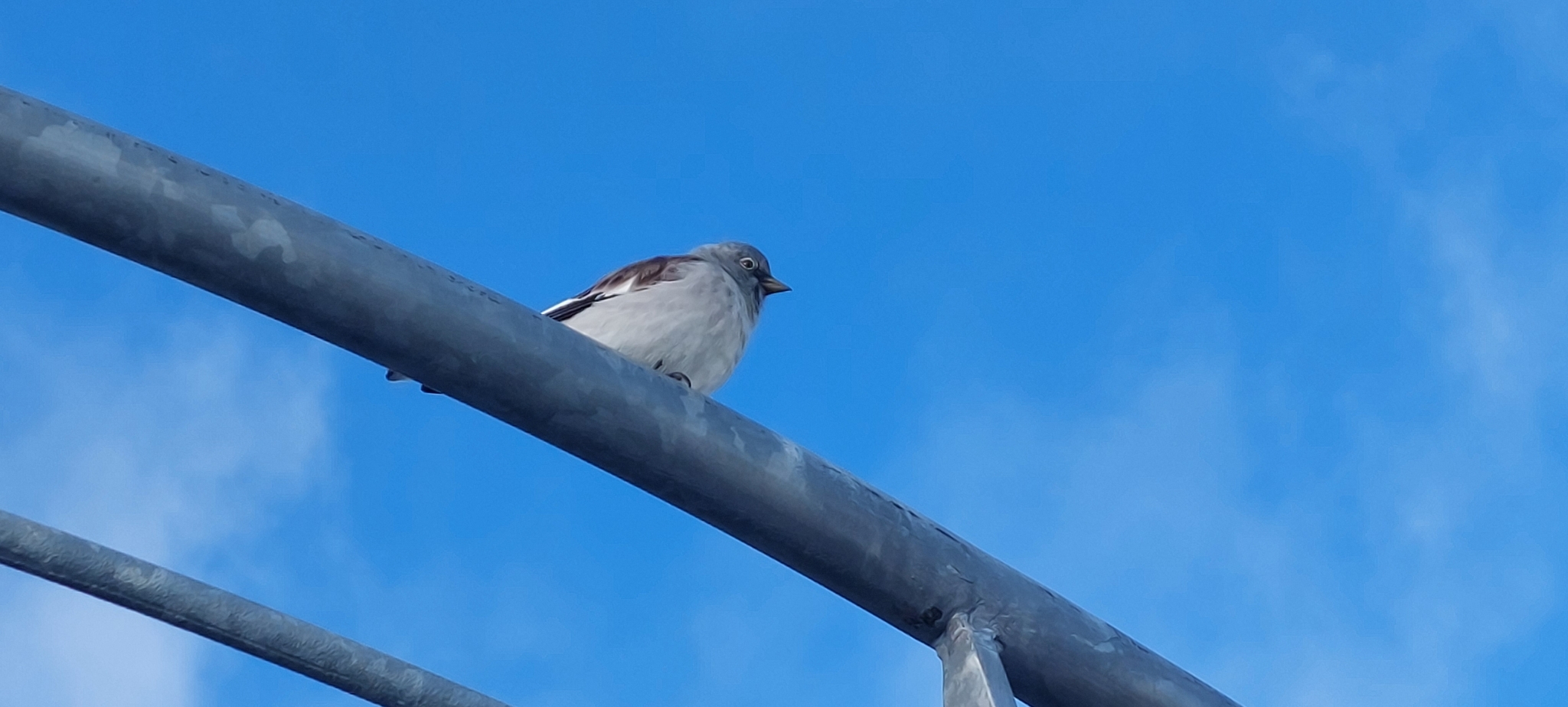 White-winged Snowfinch (Montifringilla nivalis)