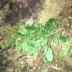 Tectaria zeilanica