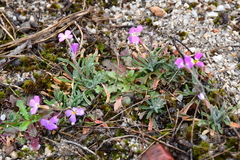 Malcolmia triloba